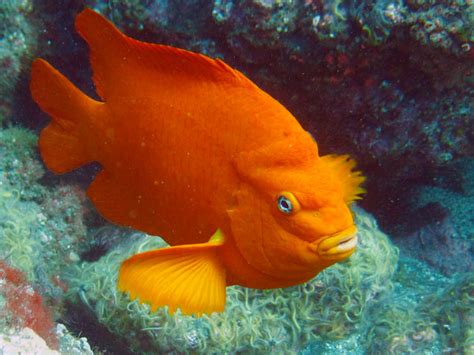 Garibaldi (fish) .